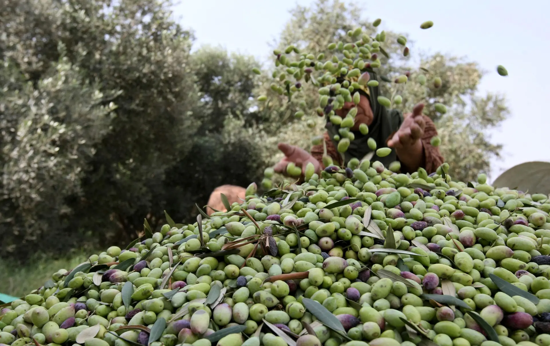 Harvested green olives piled high as a picker adds more from the tree