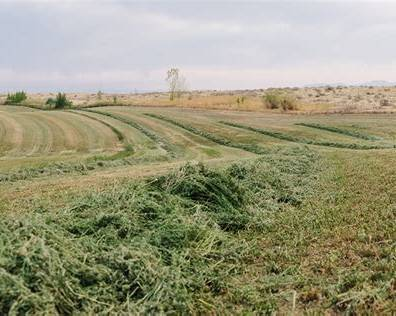 Cut alfalfa laid in windrows in an irrigated fodder field