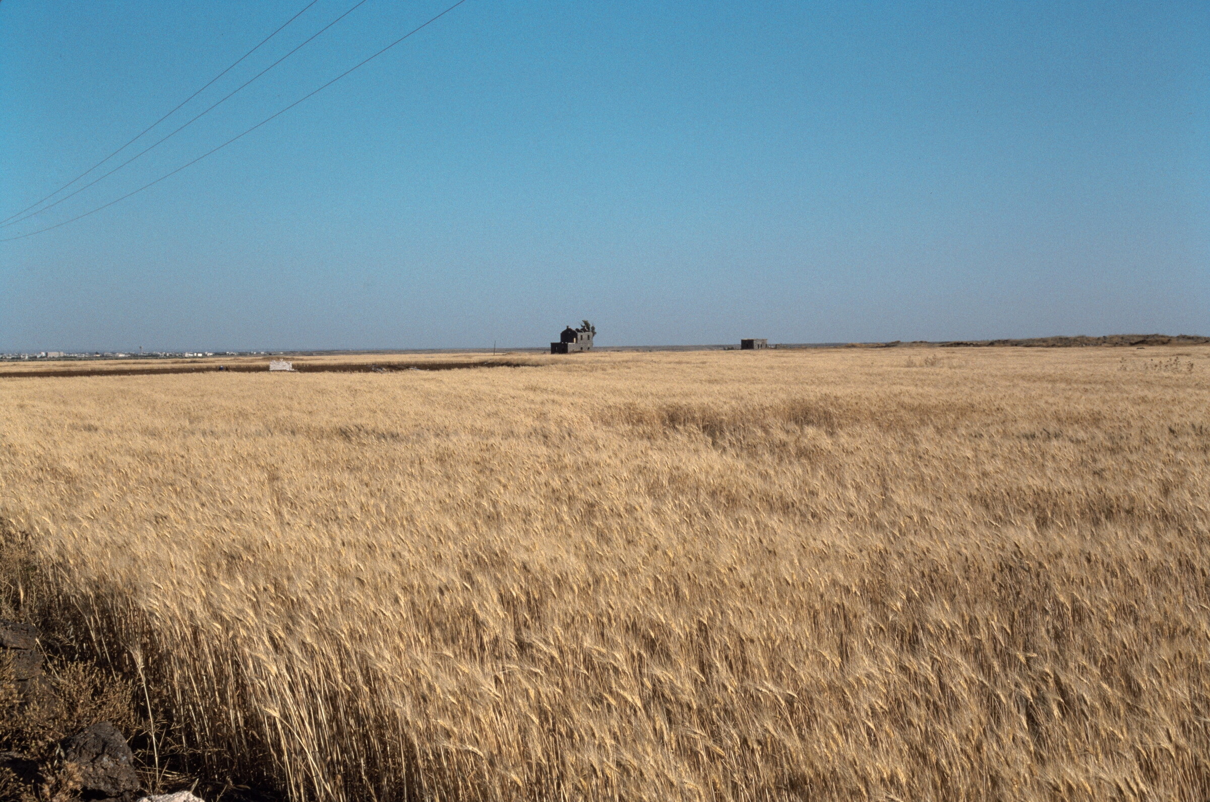 Ripening wheat field in the Euphrates plain near Raqqa