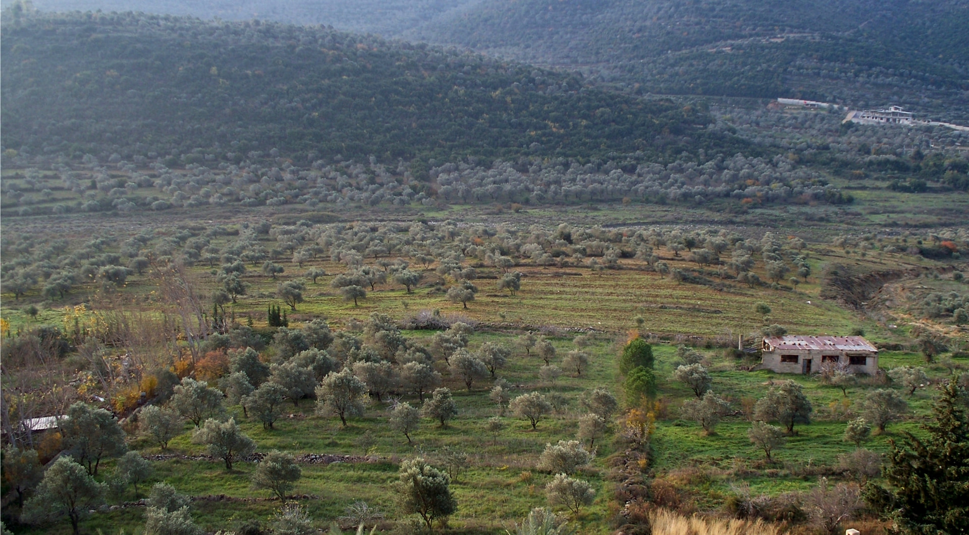 Olives, Fruit & Orchards
