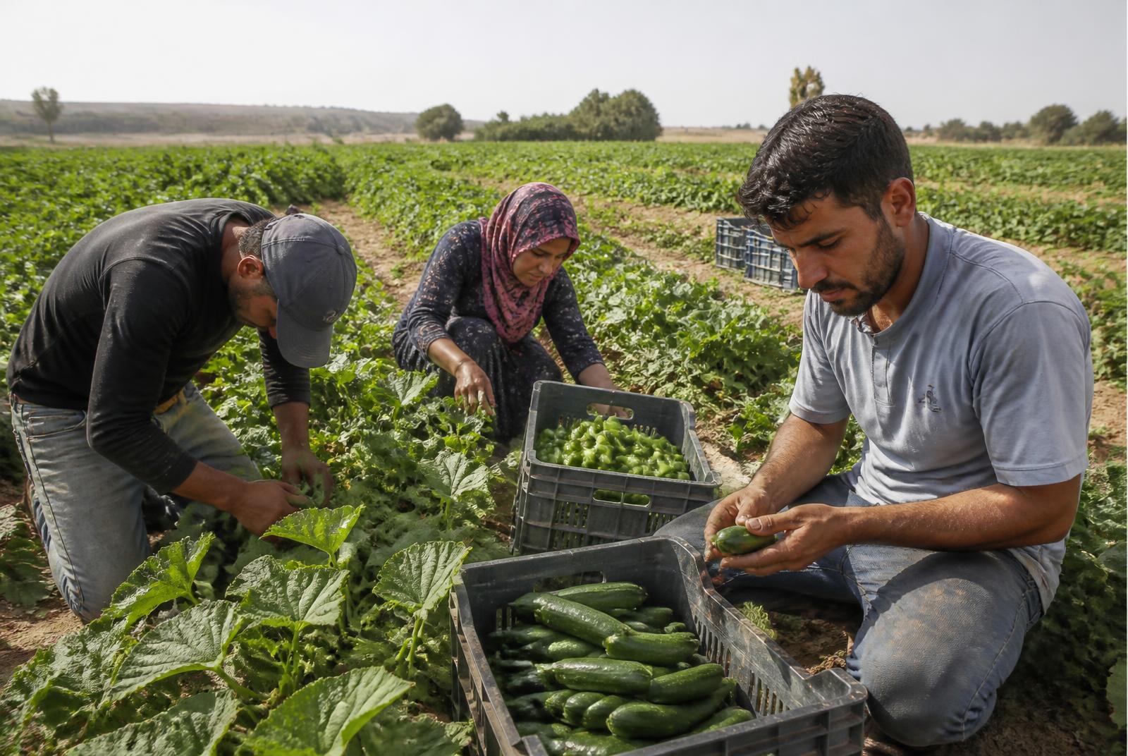 Freshly harvested cucumbers being collected inside a vegetable greenhouse