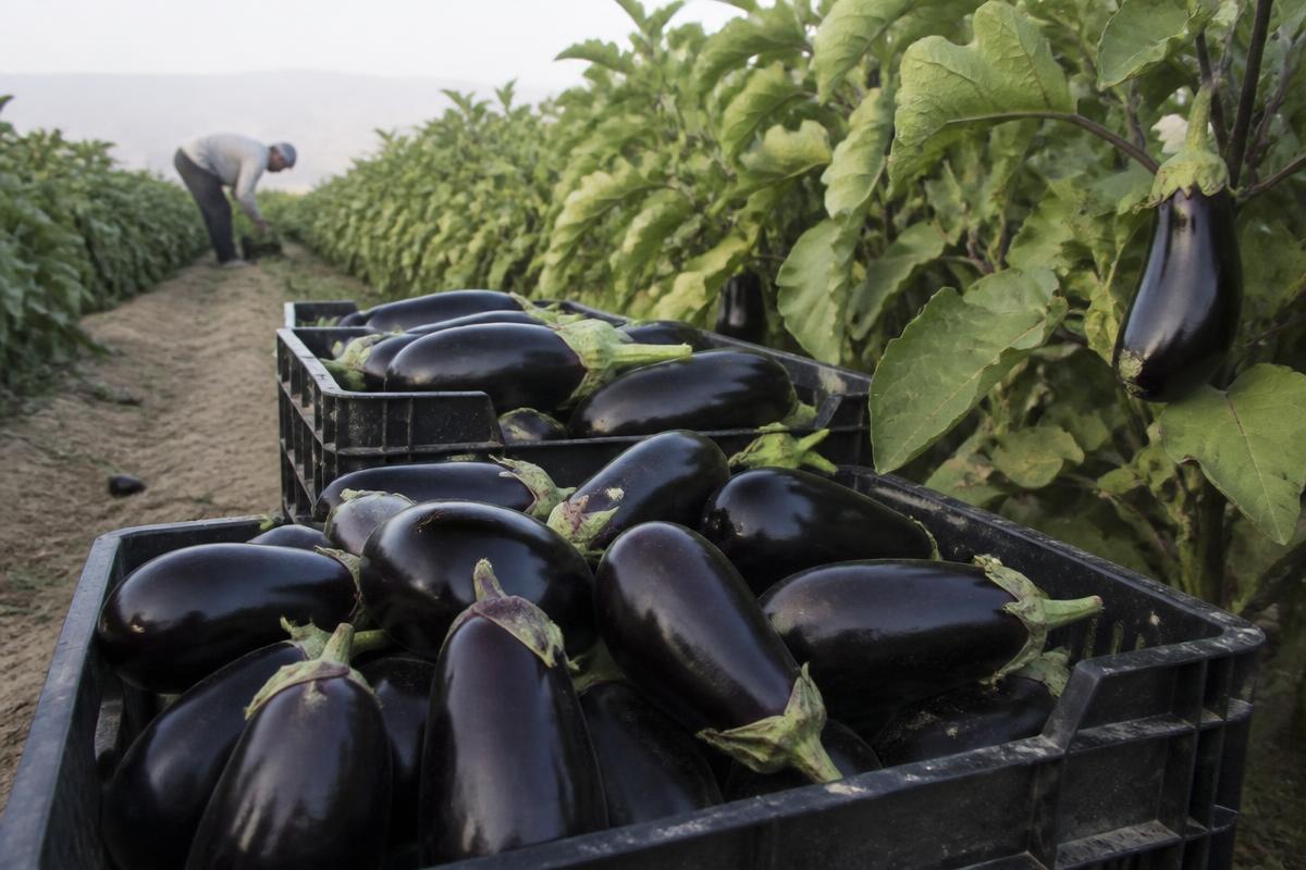 Freshly picked eggplants in crates beside eggplant plants in the field