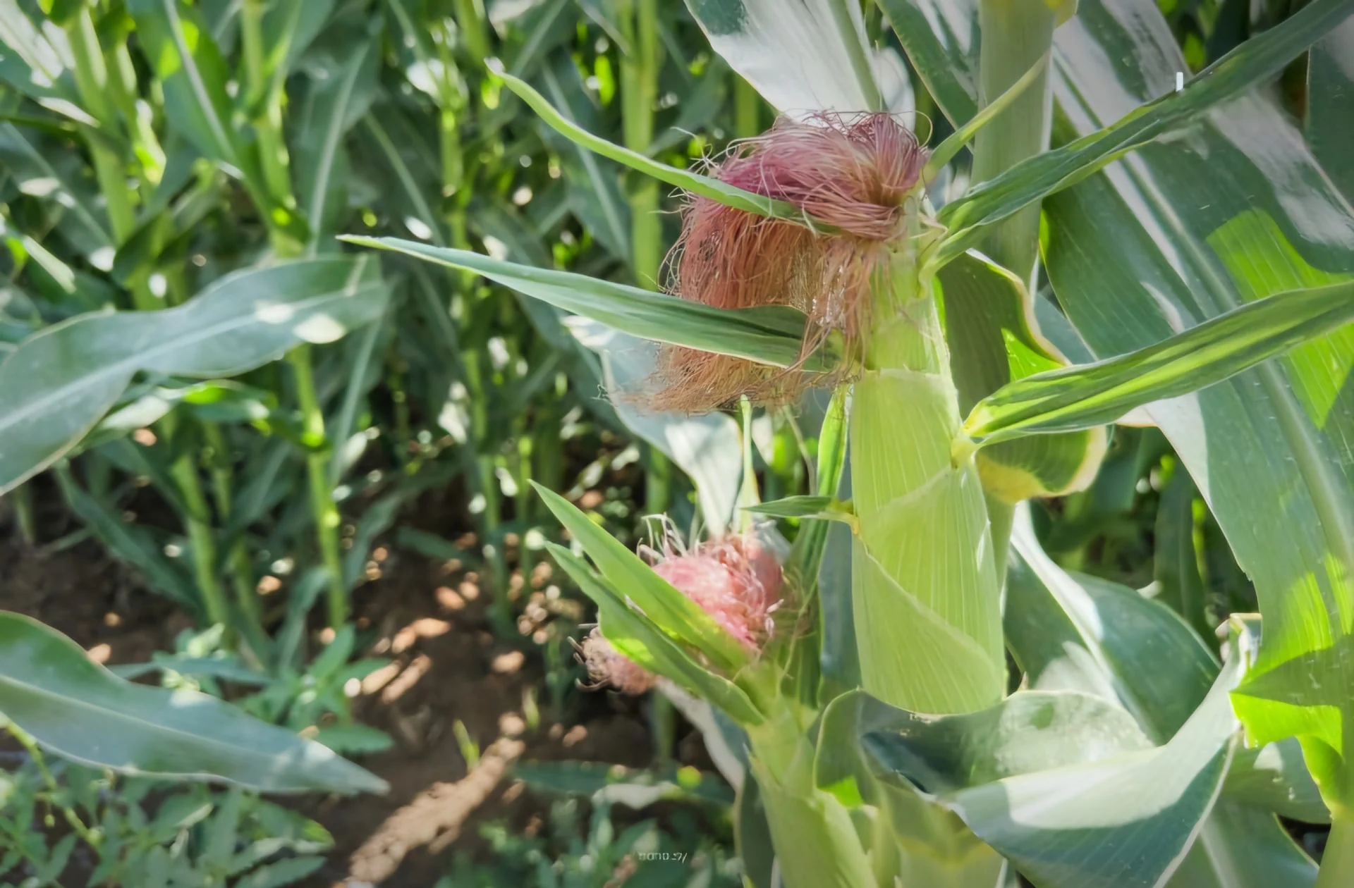 Green maize crop growing in an irrigated field