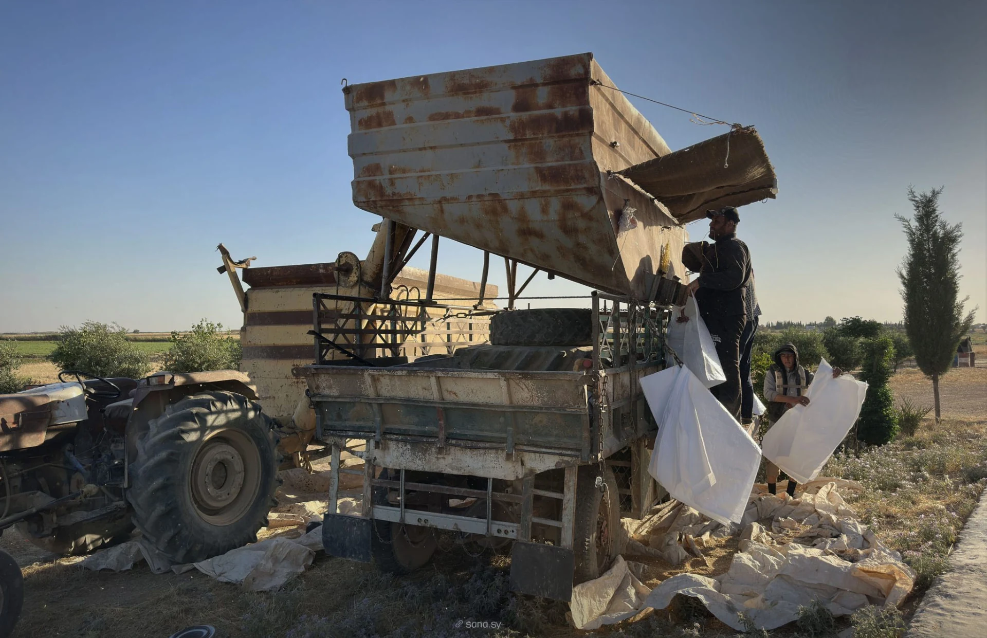 Field workers handling and bagging the harvested crop near Raqqa