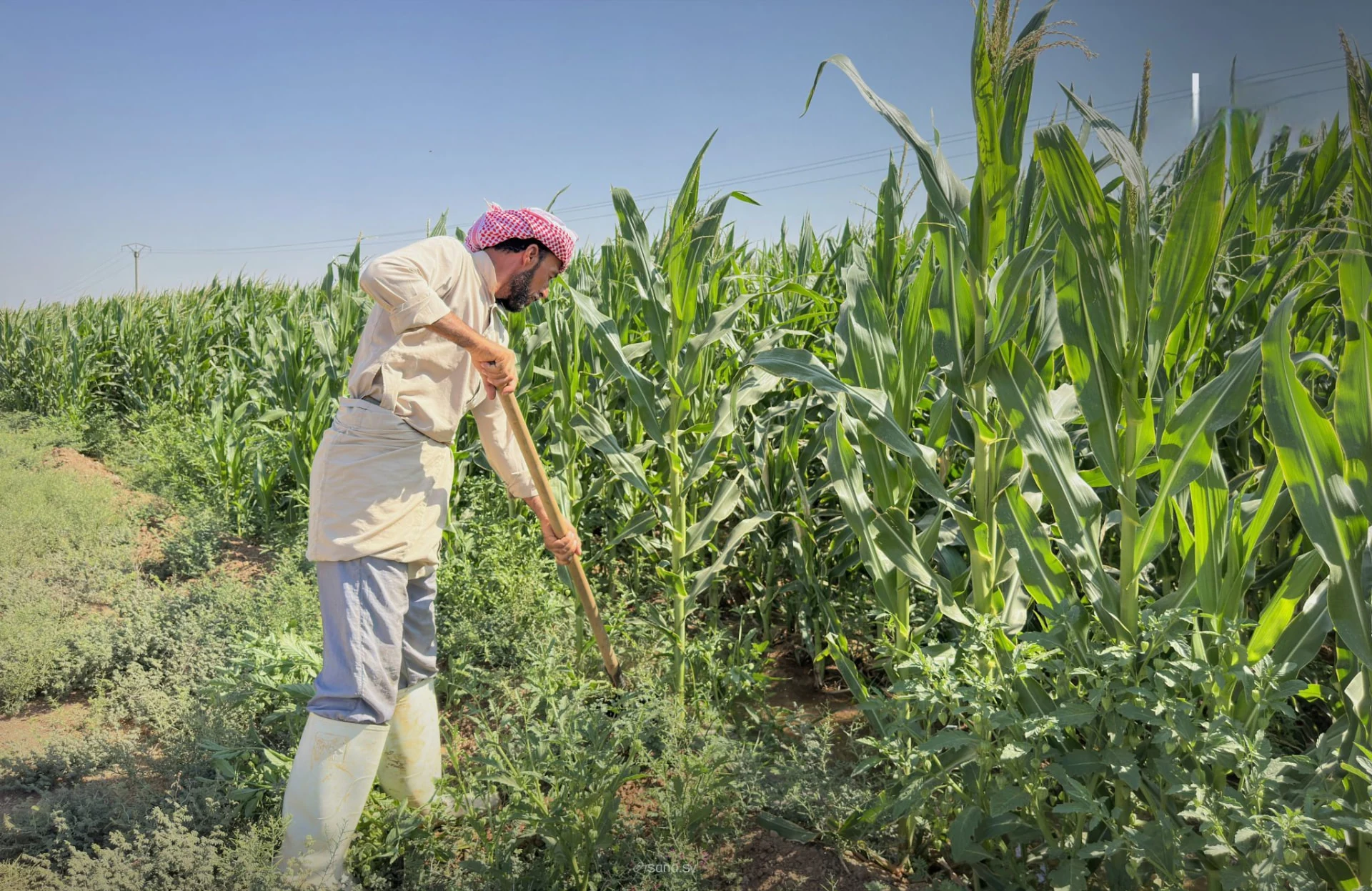 A farmer tending a corn field near Raqqa