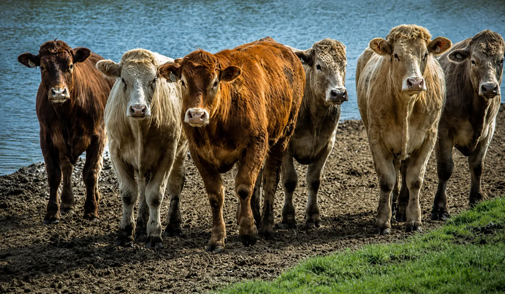 Cattle and calves with a farmer at a rural holding in the Euphrates region