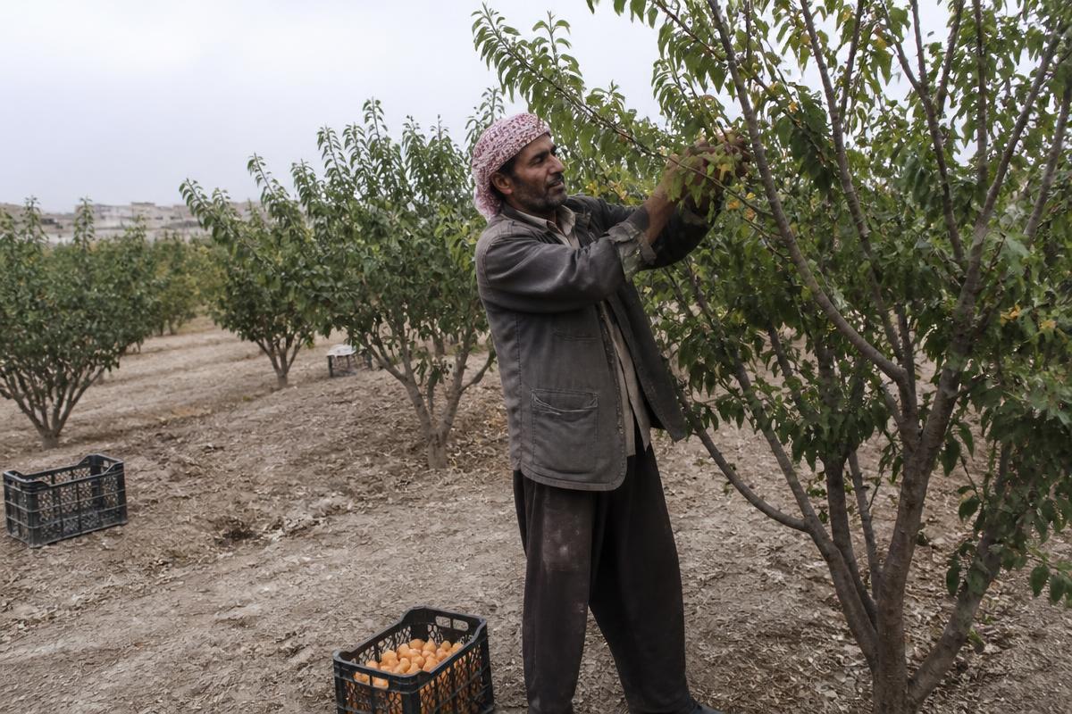 Farmer picking ripe fruit in a regional orchard