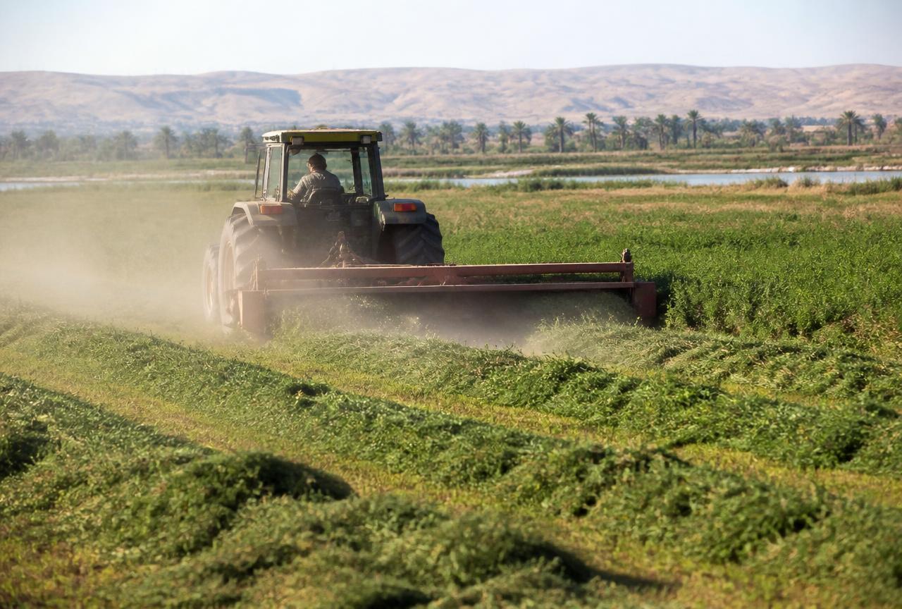 Tractor mowing an alfalfa fodder field into windrows