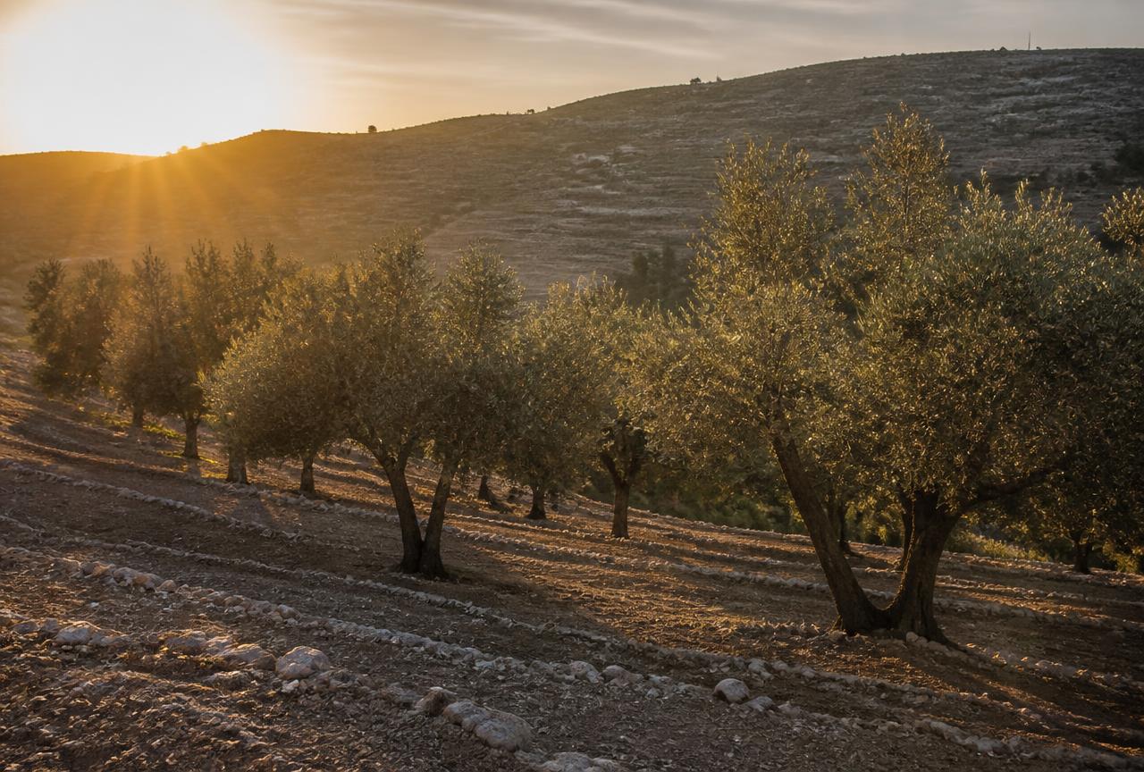 Rows of mature olive trees at sunrise